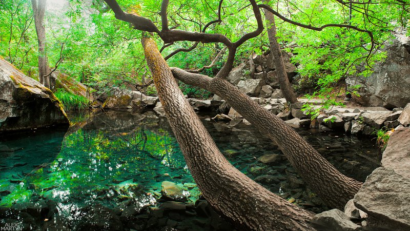 пруд, воронцовский, парк, вода, отражение, чистота, прозрачность, воздух, свет, зеленый Тишинаphoto preview