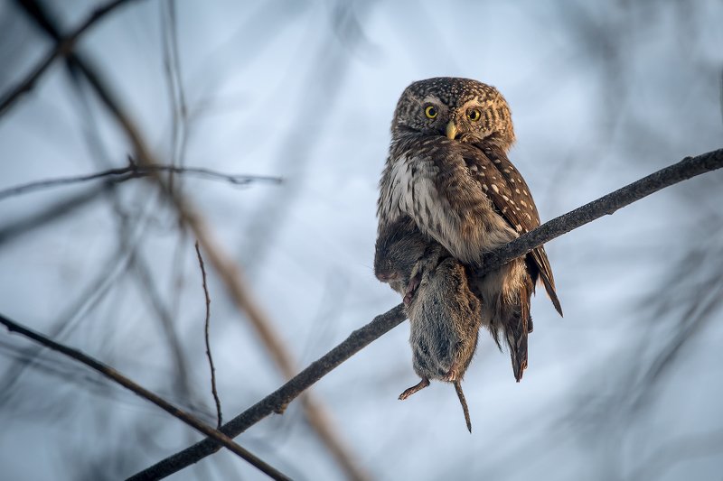 воробьиный сыч ...photo preview