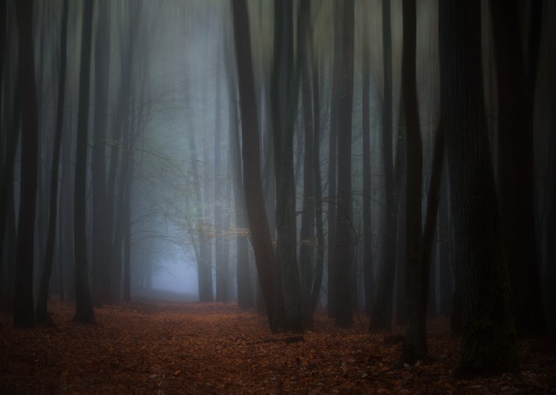 forest trail...photo preview