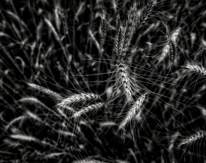 пшеница, поле, чернобелое Колоскиphoto preview