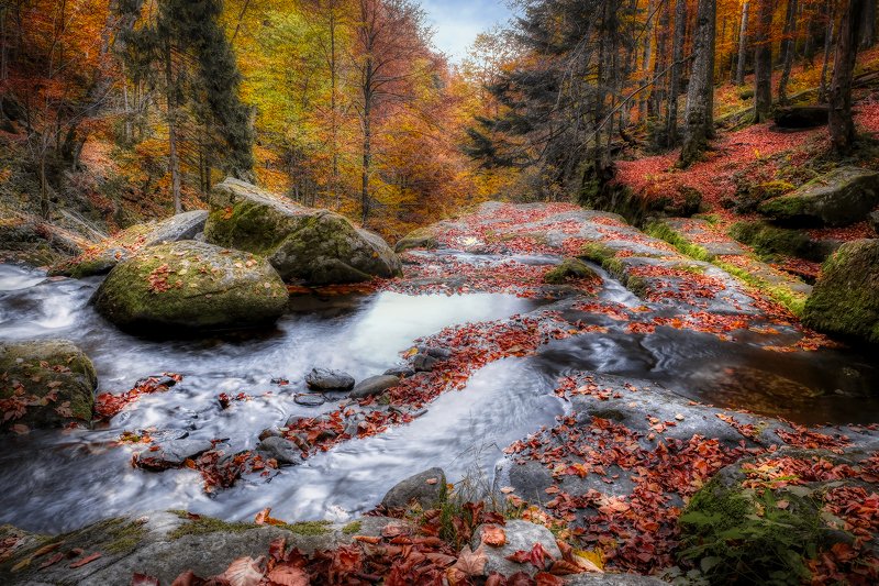 пейзаж, осень, лес, ручей, вода, карпаты, landscape, autumn, forest, stream, water, karpaty Сказочное настроение фото превью