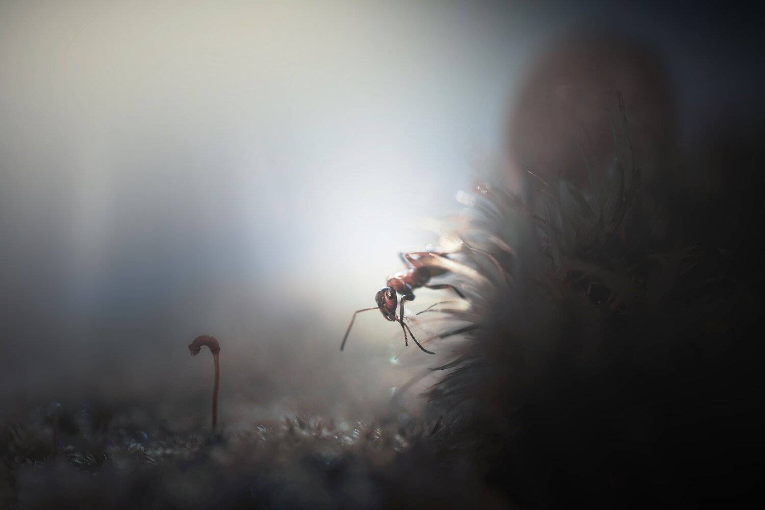 , Лапшина Владлена