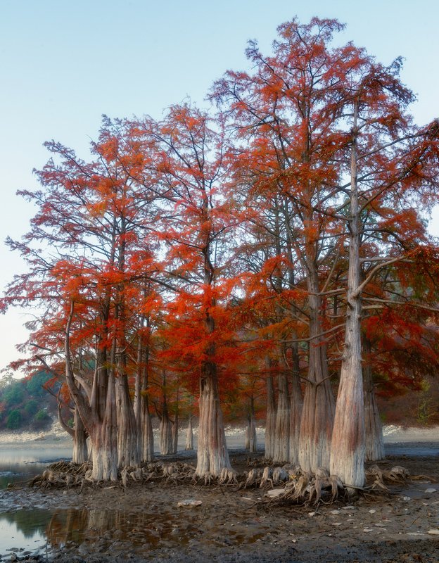 Утро болотных кипарисов фото превью