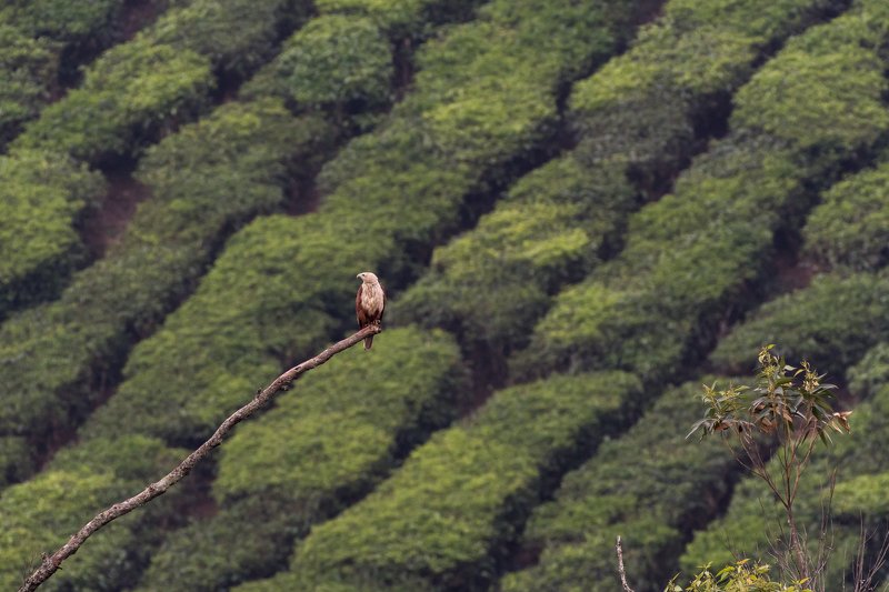 wildlife, nature, birds High perchphoto preview