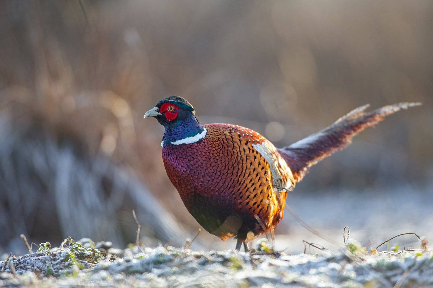 Rooster pheasant. Автор: Lukasz Dobkowski pheasant, animals, winter, wild, bird,, Lukasz Dobkowski