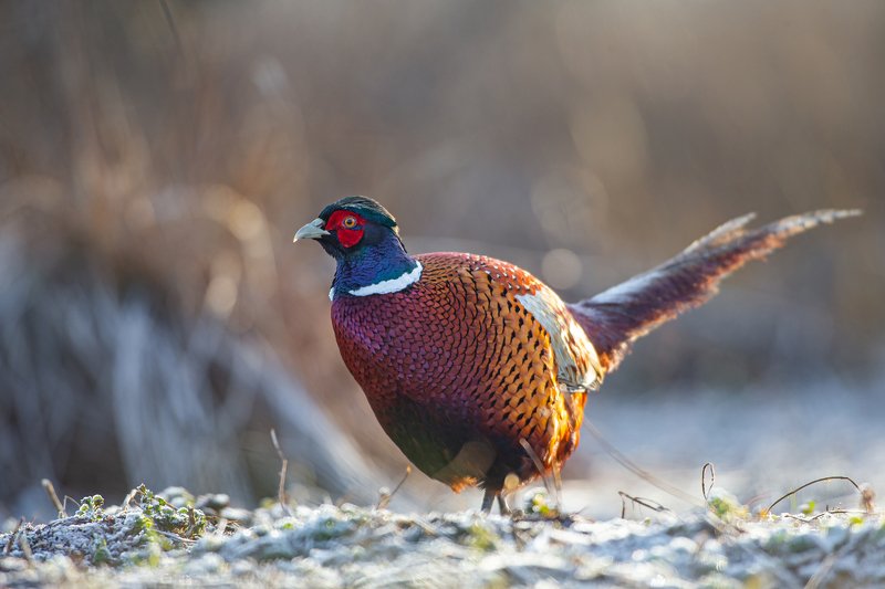 pheasant, animals, winter, wild, bird, Rooster pheasantphoto preview