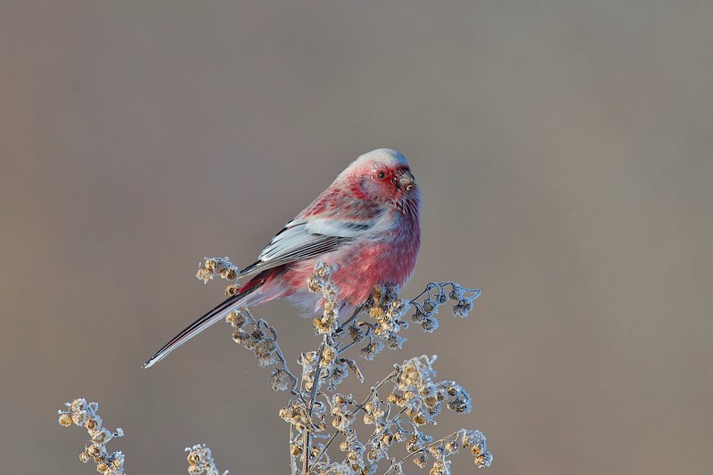 Сибирская экзотика.photo preview