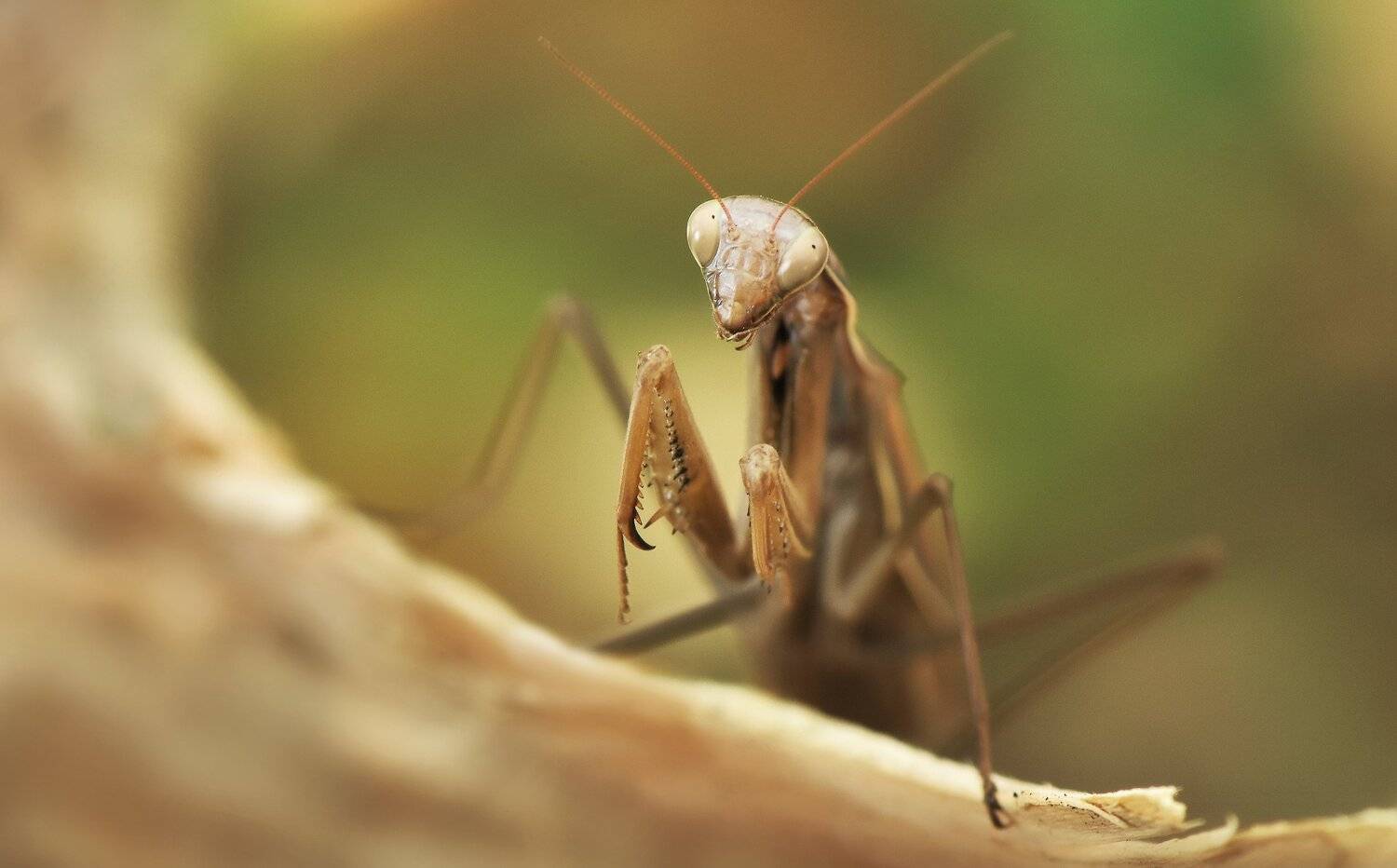 , Макеев Алексей