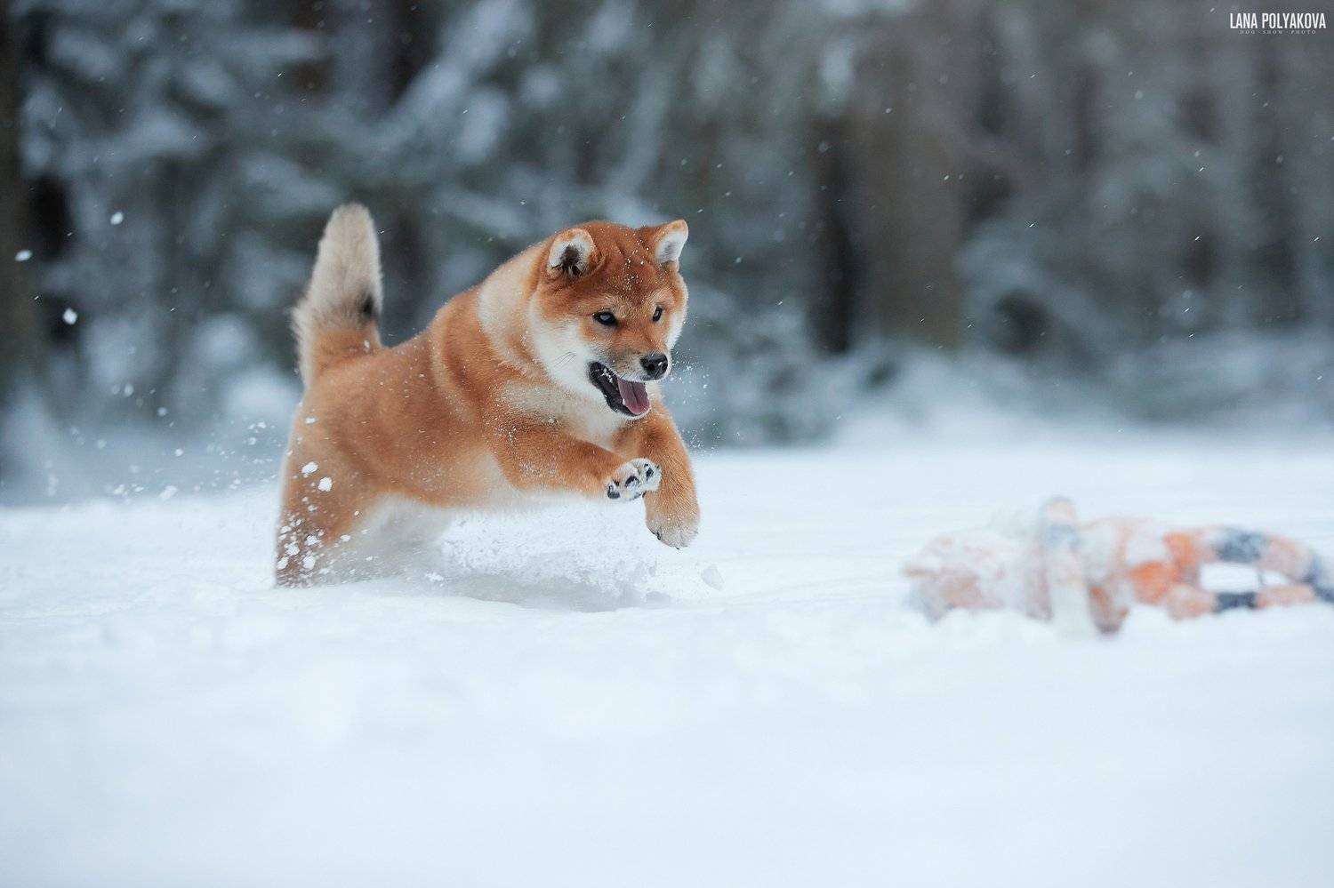 Автор: Лана Полякова собака, зима, снег, щенок, Лана Полякова