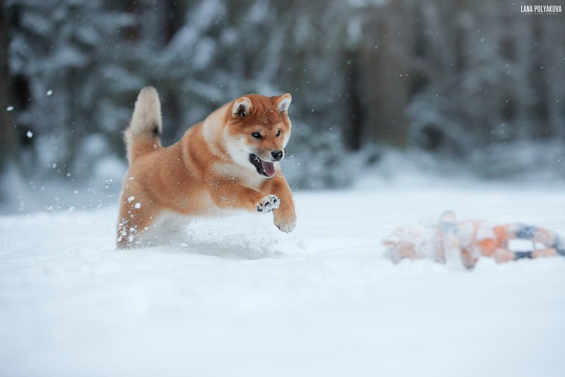 собака, зима, снег, щенок photo preview