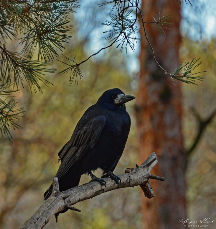зима, лес, грач Его пернатое сиятельство Грач фото превью