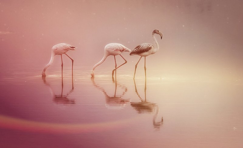 The Triophoto preview