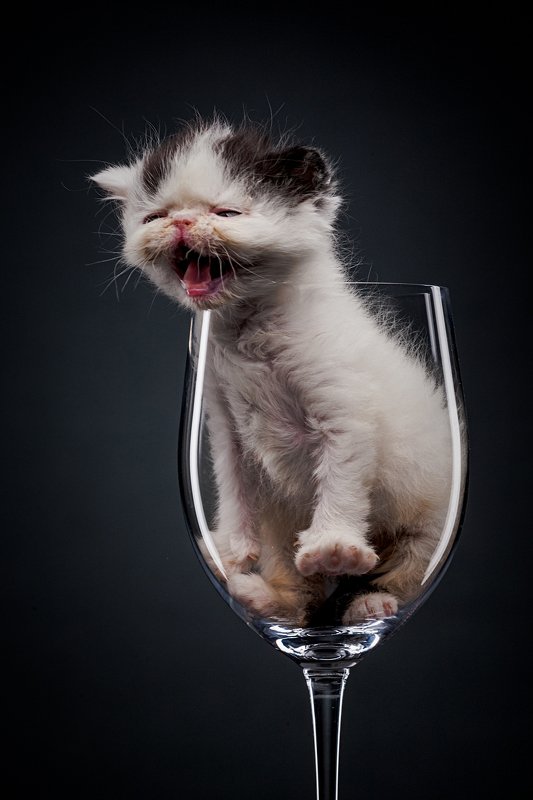 котенок, студия, портрет, бокал Экзотphoto preview