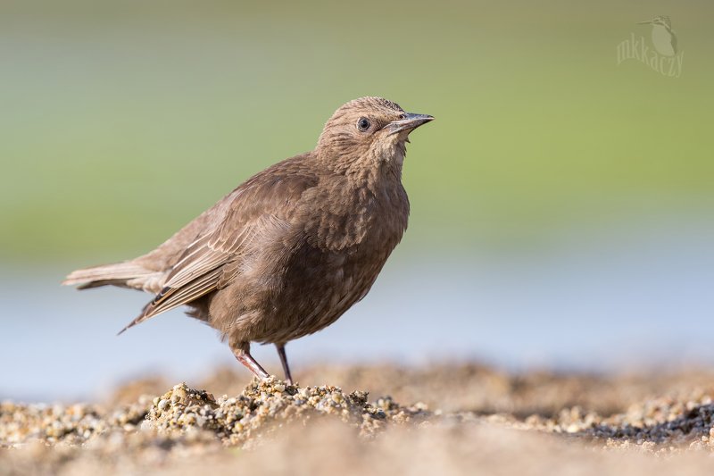 Yound starling photo preview