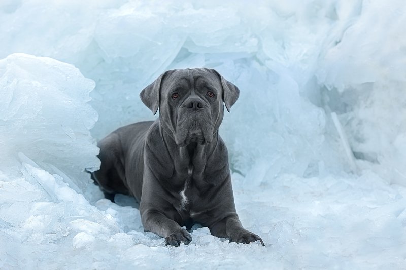 nikon во льдах..photo preview