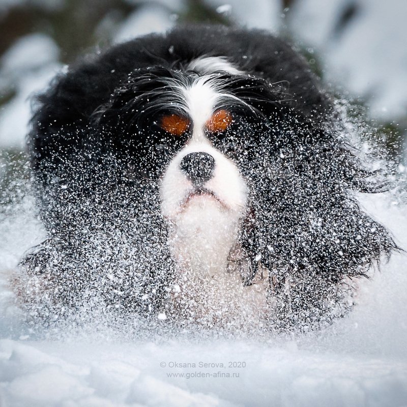 Снежокphoto preview