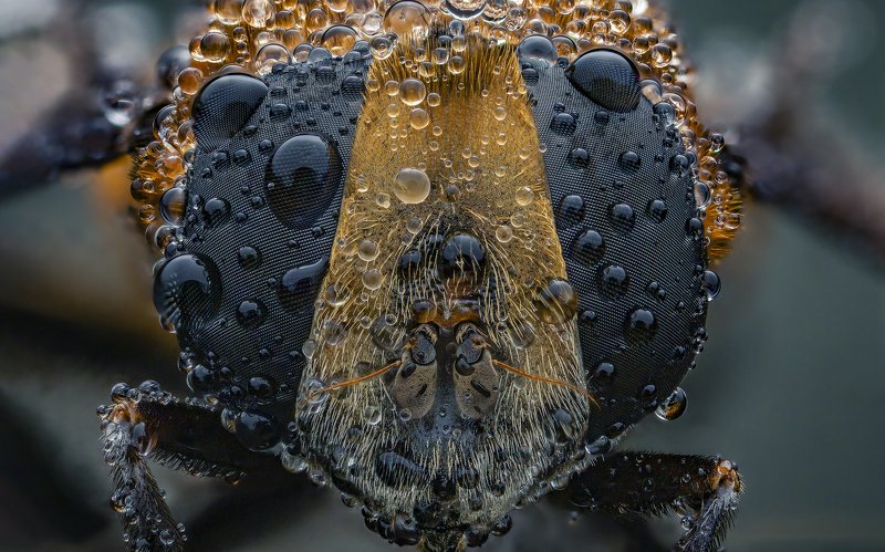 макро, муха, журчалка, природа, сад, сакромир журчалкаphoto preview