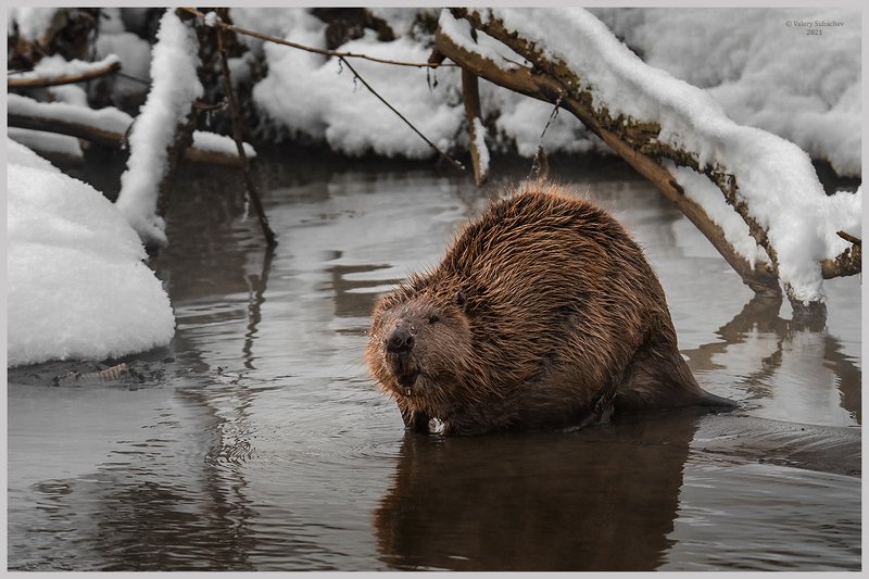 Московский бобрphoto preview