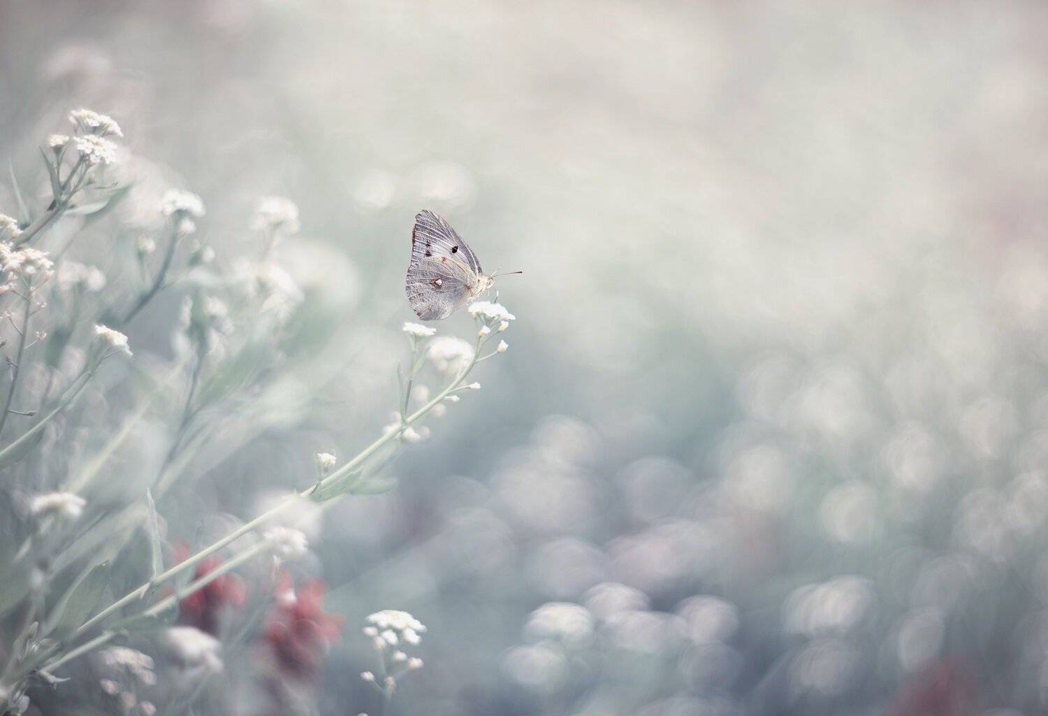 Автор: Naiden Bochev , Naiden Bochev