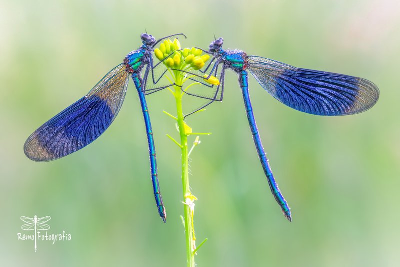 Calopteryx splendens-Świtezianka błyszcząca, świtezianka lśniąca.photo preview