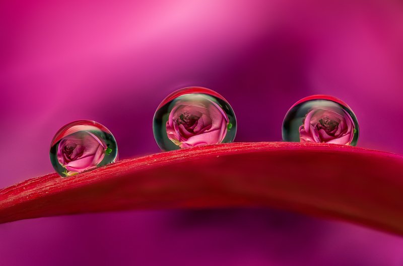 макро, капли, цветы, весна, лето, природа, сад Мечты о веснеphoto preview