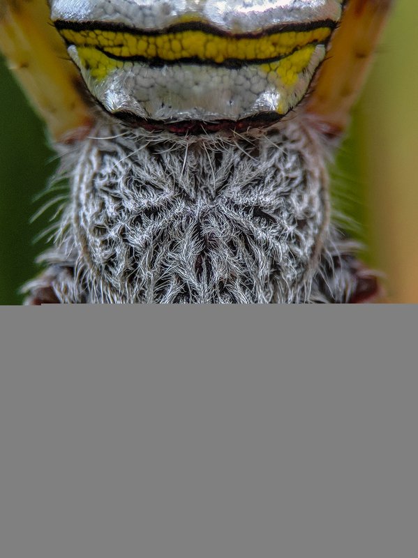 macro, mobile photography, shotonpoco,india Mobile macro photographyphoto preview