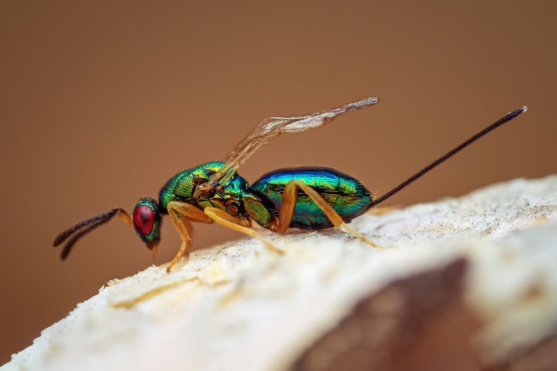 Torymidaephoto preview