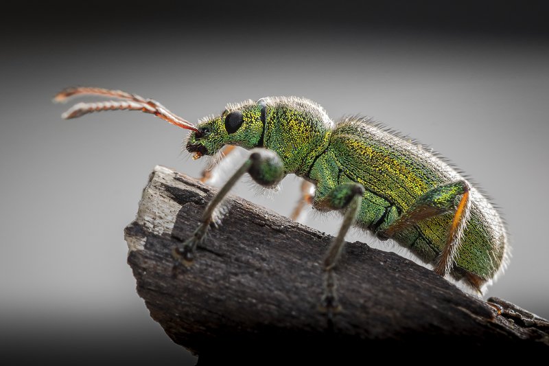 Макро  Пушистикphoto preview