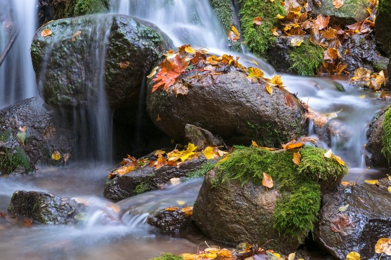 псков, изборск, мельница, вода, ручей, осень, листья, развалины, природа Осенний ручейphoto preview