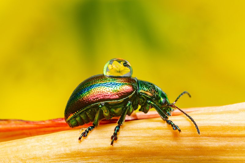 макро, насекомые, листоед, отражение, капли, природа Я несу Вам красотуphoto preview