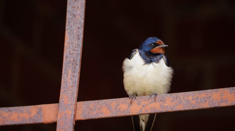 В клеткеphoto preview