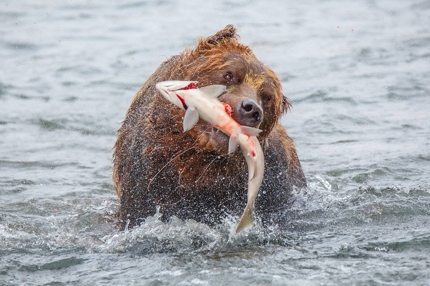 Камчатка, медведь, животные, природа, путешествие, фототур, , Денис Будьков