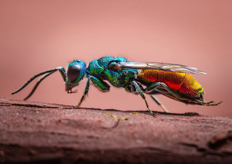 Макро  Радуга photo preview