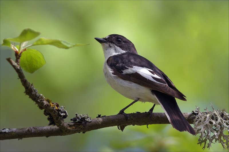 мухоловка Пеструшкаphoto preview