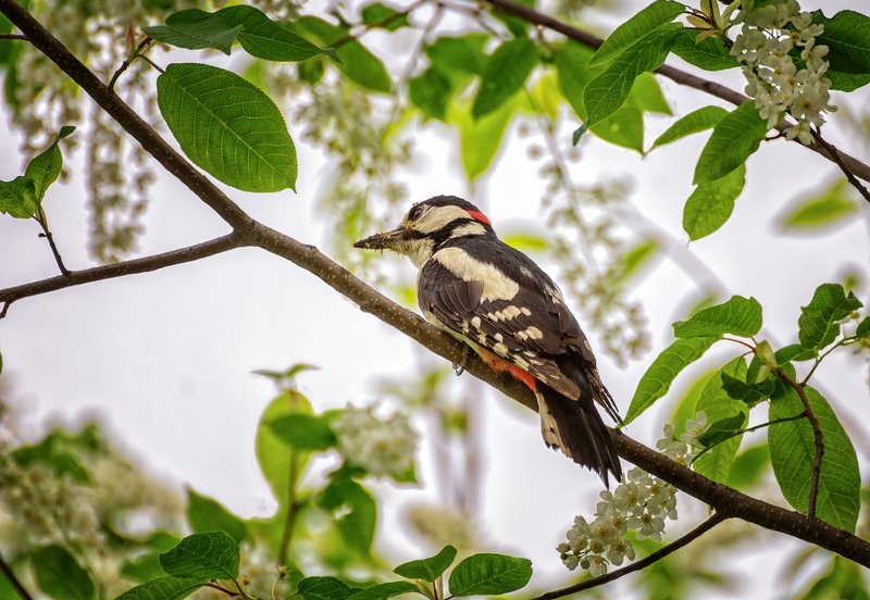 Охота на ос,пчёл, всё для птенцов - они ждут.photo preview