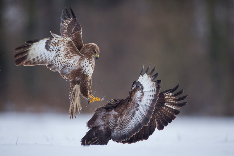 buteo buteo wild animals bird Buteo fightphoto preview
