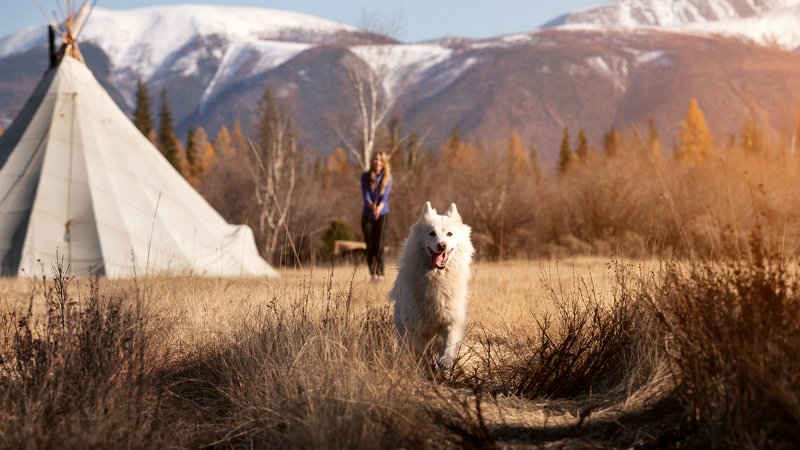 лайка, горы, закат, природа, пейзаж, собака Душа прерийphoto preview