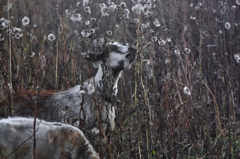 Безмятежностьphoto preview