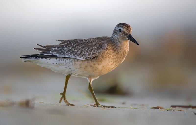 Biegus rdzawyphoto preview