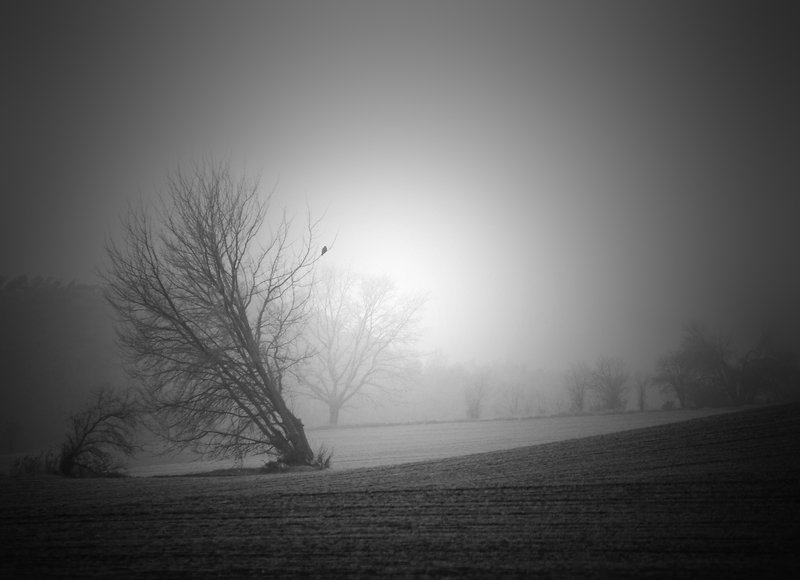 ranger of the valley...photo preview