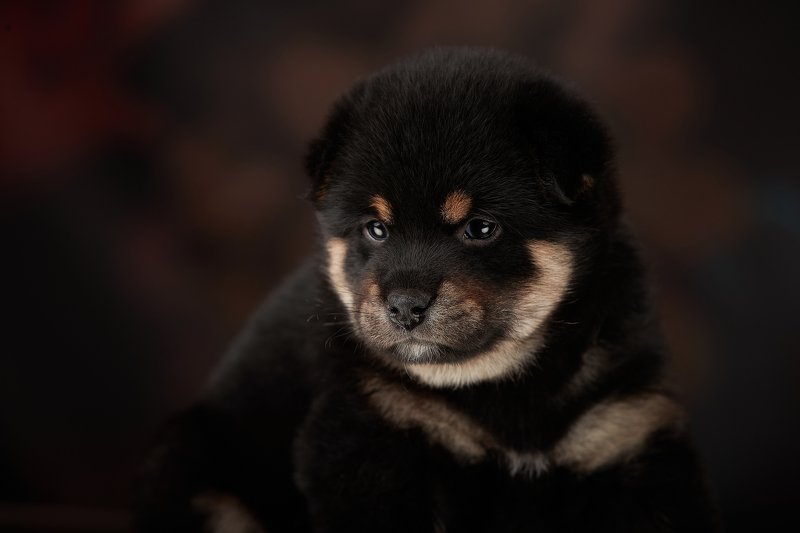 собака, щенок photo preview