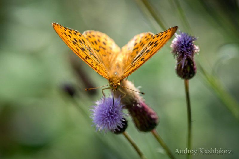 Лето...photo preview