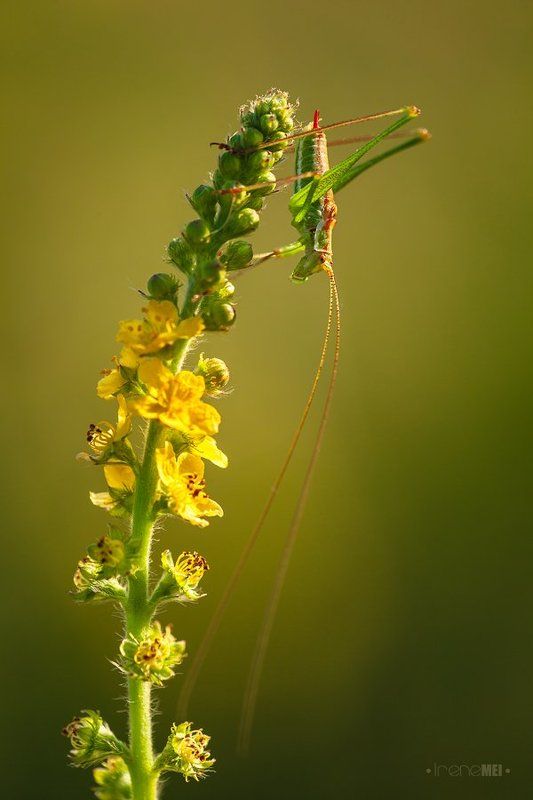 Animals, Female, Insects, Macro, Nature, Phaneroptera falcata, Tettigoniidae, Ukraine Летние дниphoto preview