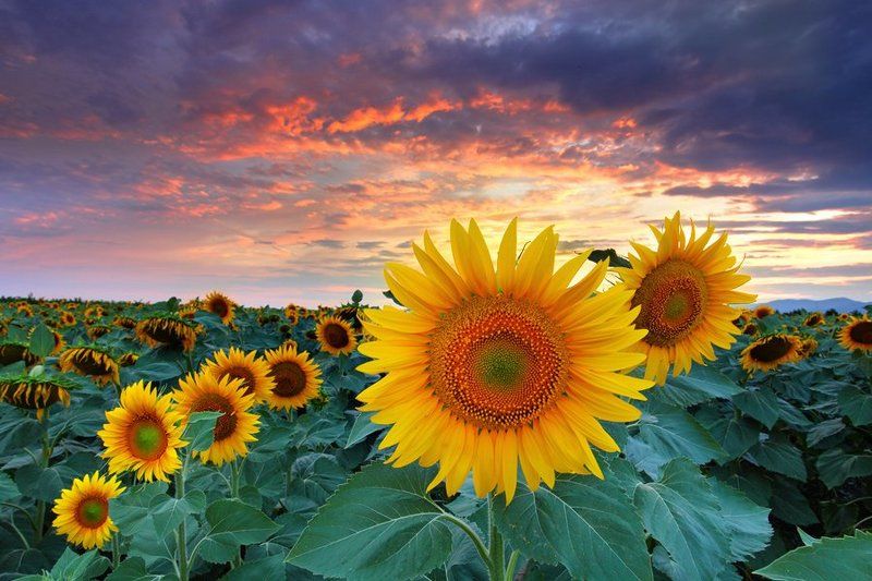 Цвета Летаphoto preview