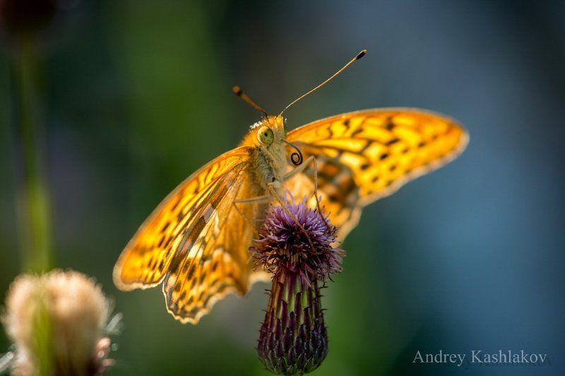 Лето...photo preview