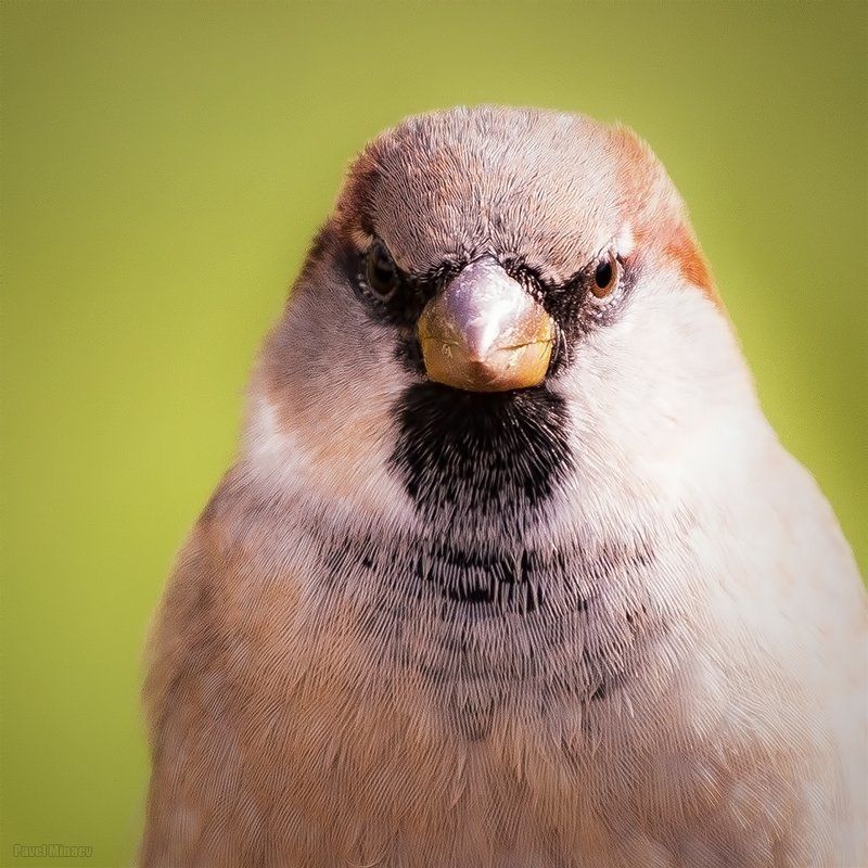 Angry birdphoto preview