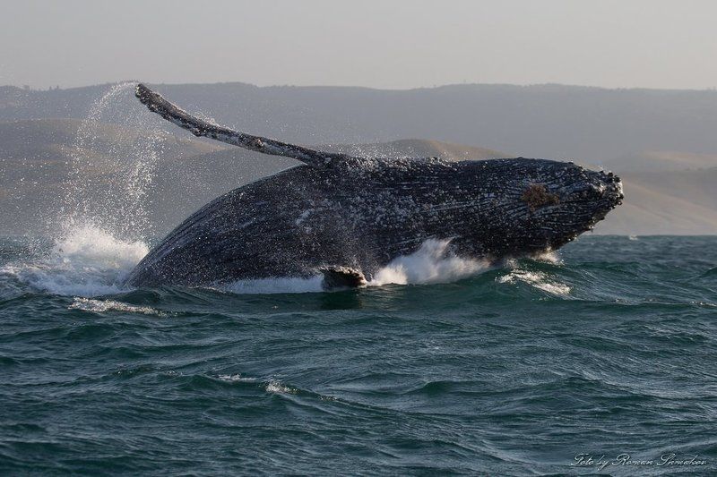 Jumping whalephoto preview