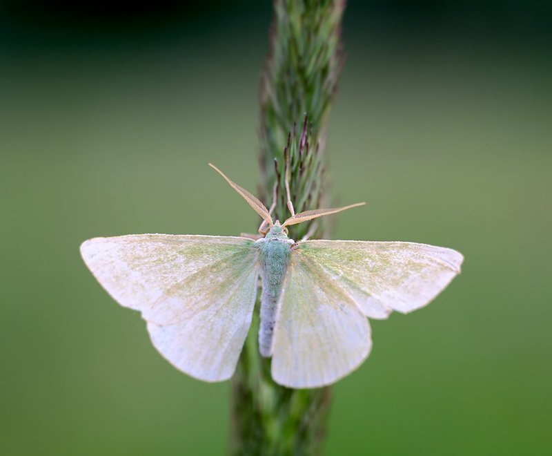 thetidia smaragdaria, бабочка, насекомые, макро, Пяденица Thetidia smaragdariaphoto preview