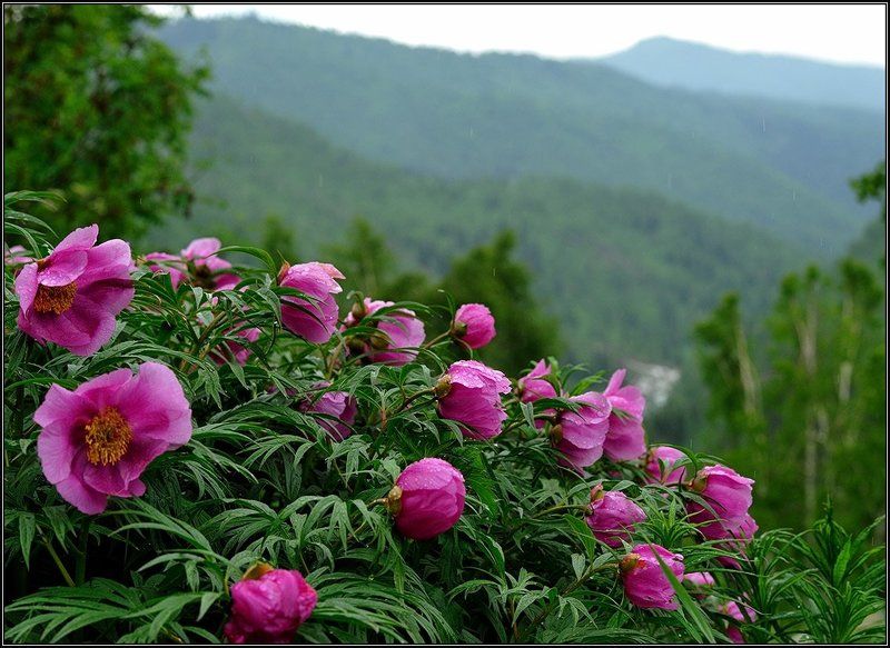 Горные пионыphoto preview