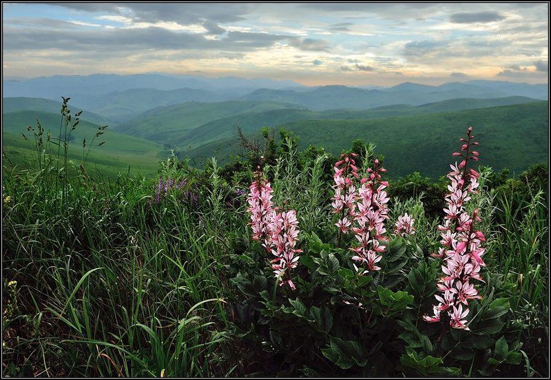 Купина неопалимаяphoto preview